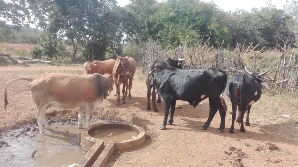 whatsapp image 2026 03 11 at 15.50.29