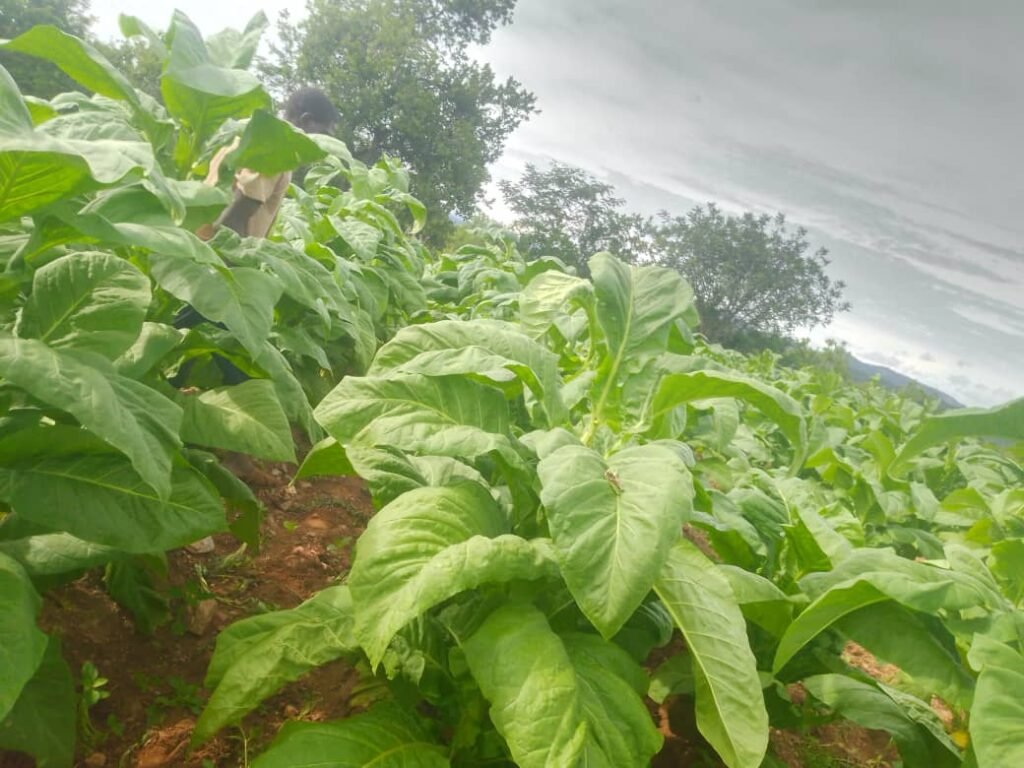 whatsapp image 2026 03 11 at 15.50.30 (1)